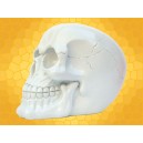 Crâne Blanc Nacré Squelette Humain Décoration Gothique